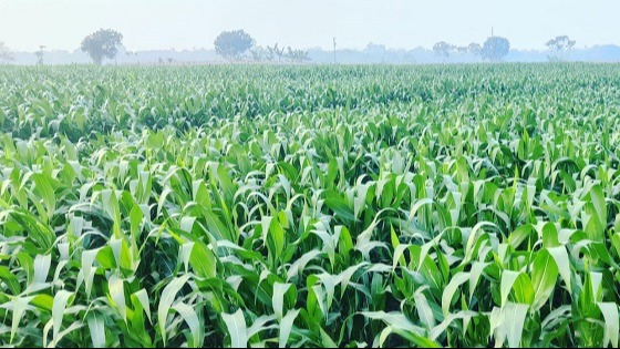 কালীগঞ্জে ভুট্টার বাম্পার ফলনে আশাবাদী কৃষকরা