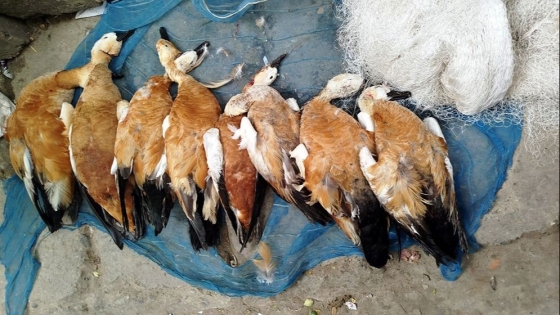 রাজশাহীর পদ্মায় বিষ টোপে নির্বিচারে পাখি হত্যা