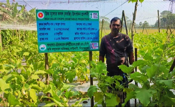 কাউখালীতে বেগুন চাষে সাফল্য অর্জন