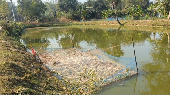 ভালুকায় মৎস্য খামারীরা খরচ বাচাতে নষ্ট হচ্ছে পরিবেশ