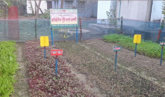 সুজানগরে পরিত্যক্ত জায়গায় প্রাতিষ্ঠানিক পুষ্টিবাগান প্রতিষ্ঠা