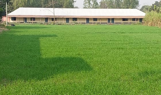 রাণীশংকৈলে গোগোর মহাবিদ্যালয়ের মাঠে এখন গম চাষ!
