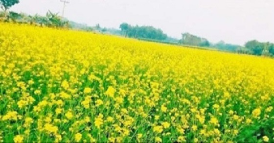 সরিষার হলুদ ফুলে রঙিন স্বপ্ন দেখছেন কৃষকরা