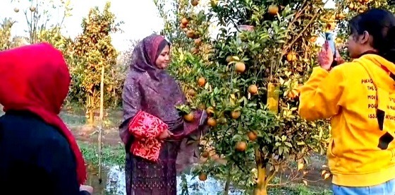কমলা চাষ করে তাক লাগিয়ে দিয়েছেন কমলা চাষি