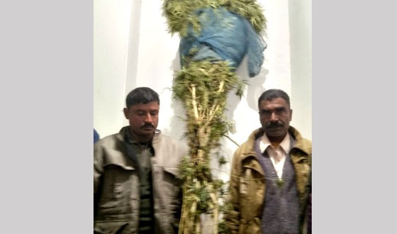 চাটমোহরে গাঁজার গাছসহ গ্রেফতার ২
