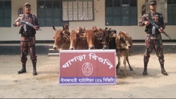 নীলফামারীতে চোরাচালানকৃত ভারতীয় গরু আটক