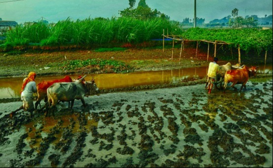 তীব্র শীতে বোরো চাষে ব্যস্ত কৃষকেরা