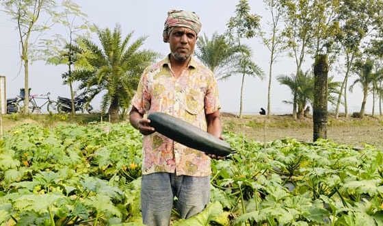 স্কোয়াশ চাষে সাফল্যের হাসি সবজি চাষীদের মুখে