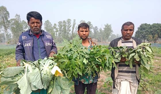 রায়গঞ্জে গভীর রাতে বেগুন ও পেঁপেঁ গাছ কেটে দিয়েছে দুর্বৃত্তরা