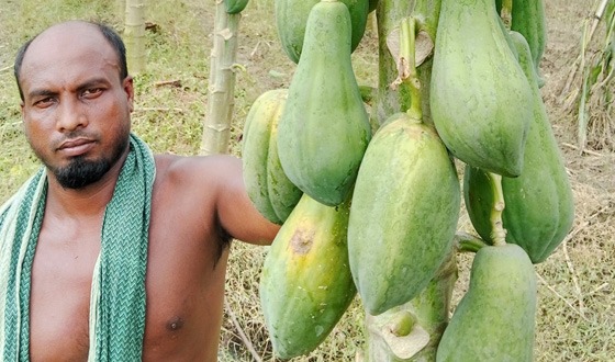 সাঁথিয়ায় পেঁপে চাষে সফল কৃষক নান্নু মিয়া