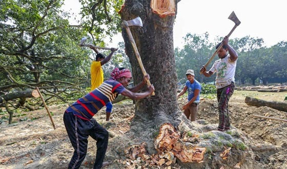 গাছ কাটার আগে অনুমতি নিতে হবে: হাইকোর্টের রায়