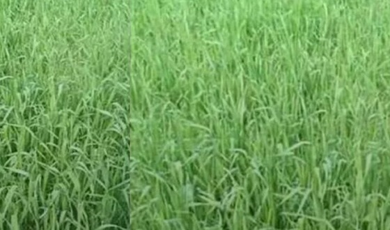 ঘোড়াঘাটে পশুখাদ্য হিসেবে বিক্রি হচ্ছে গম চারা