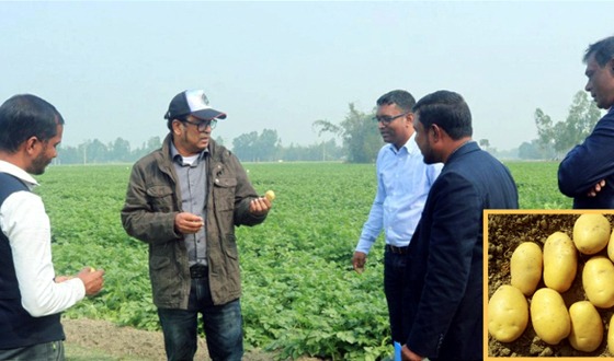 বীরগঞ্জে ভ্যালেন্সিয়া আলুর কৃষি মাঠ পরিদর্শন