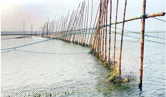 পদ্মায় চলছে জাটকা ইলিশ নীধন