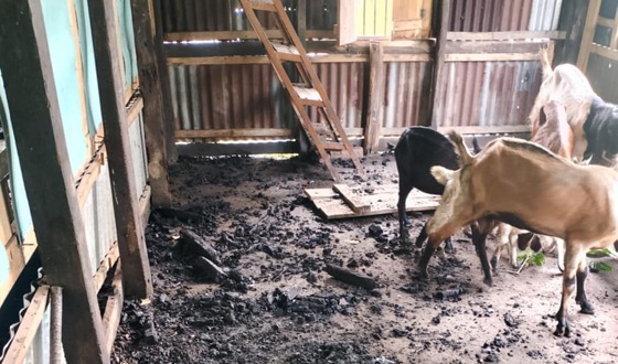 খ্রিস্টান পল্লীর ছাগলের খামারে অগ্নিসংযোগ : ১৮টি ছাগল লুট