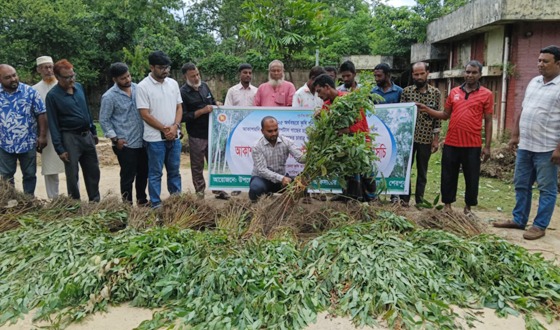 শেরপুরে পরিবেশের জন্য ক্ষতিকর ইউক্যালিপটাস ও আকাশমনি চারা ধ্বংস