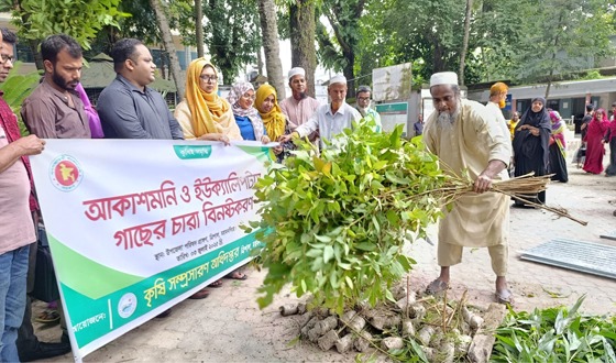 আকাশমনি ও ইউক্যালিপটাসের ৭ হাজার চারা ধ্বংস করলেন ইউএনও