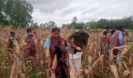 অসহায় কৃষকের ভুট্টা ভেঙ্গে প্রশংসায় আনসার ভিডিপির সদস্যরা