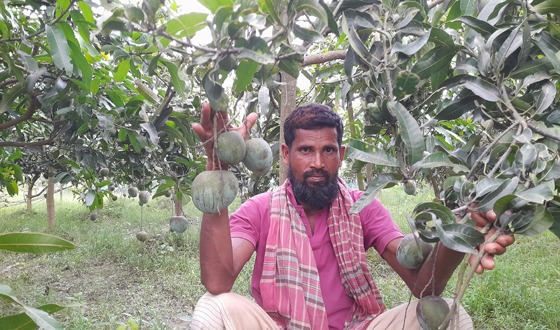 ৫০ হাজার টাকার ধানের জমিতে ৫ লাখ টাকার আম