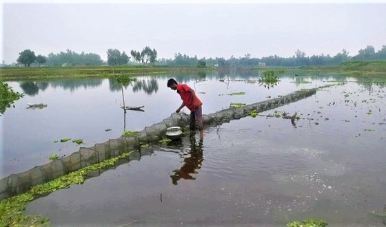 ঘাটাইলের খাল-বিলে মাছ ধরার ফাঁদ, চায়না জালের ছড়াছড়ি