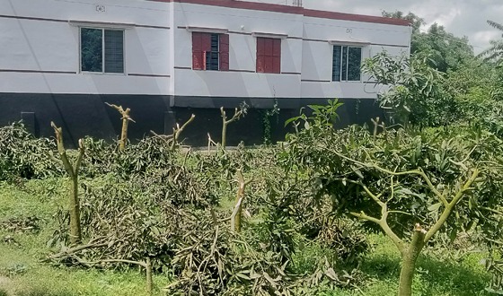 সাপাহারে ফলন্ত আম গাছ কেটে ফেলার অভিযোগ