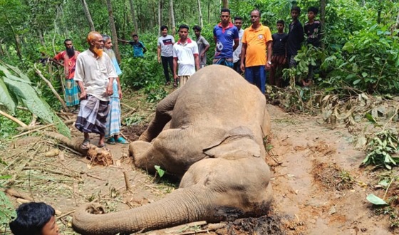 শেরপুরে বৈদ্যুতিক শকে বন্যহাতির মৃত্যু