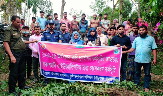 চিরিরবন্দরে নার্সারিতে অভিযান, ইউক্যালিপ্টাস-আকাশমনি চারা ধ্বংস