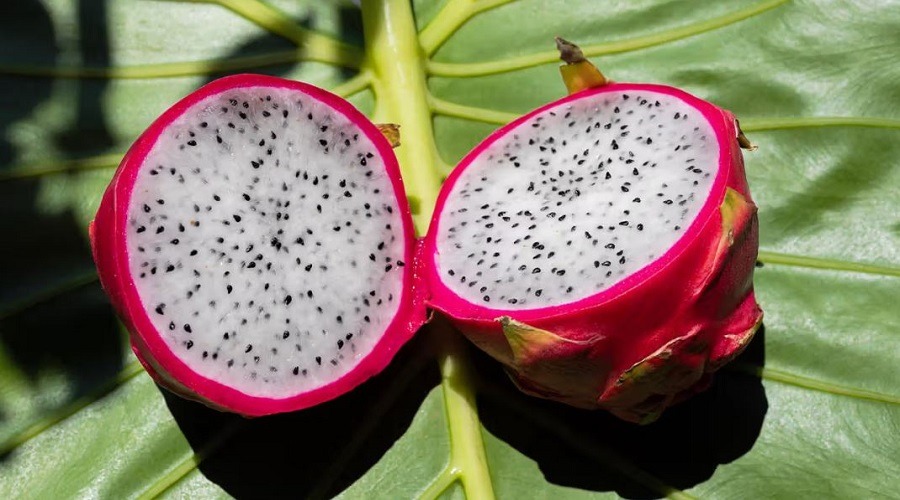 জেনে নিন ড্রাগন ফলের কিছু উপকারিতা