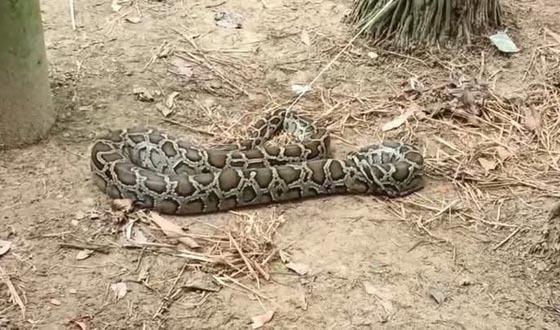 কলমাকান্দায় পুকুর পাড়ে বিশাল অজগর!