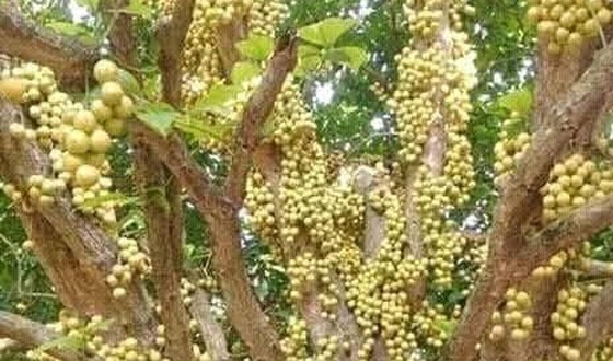 শ্রীমঙ্গলে লটকন চাষে সম্ভাবনার নতুন দিগন্ত