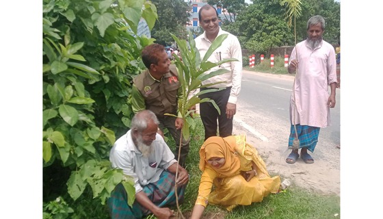 চিরিরবন্দরে একদিনে ৮৪ হাজার গাছের চারা রোপণ