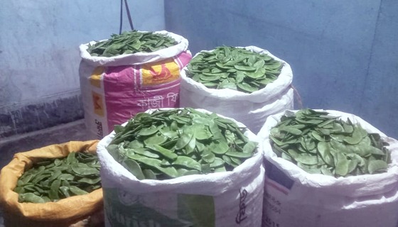 শ্রীমঙ্গলে ৫২ লাখ টাকার শিম বিক্রির সম্ভাবনা