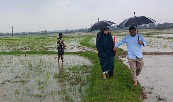পোরশায় আমনের চারা রোপন করে আতংকে ফাতেমা