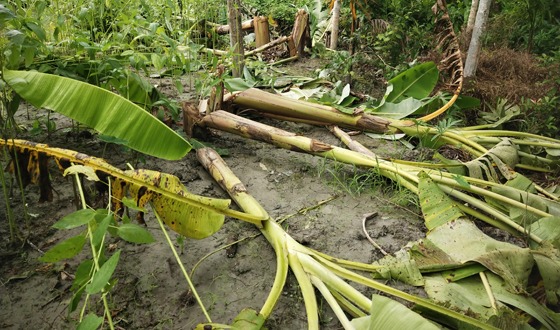 নেছারাবাদে কৃষকের কলা বাগানের সমস্ত গাছ কাটার অভিযোগ
