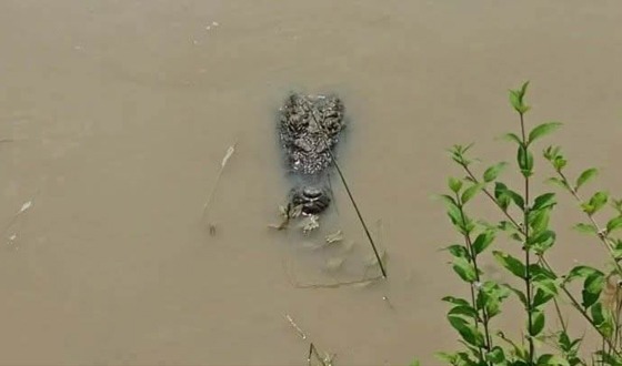 সুজানগরের পদ্মা নদীতে কুমির আতঙ্ক