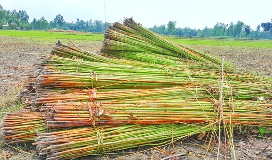 বর্ষা মৌসুমেও পাট পচাঁনোর মতো নেই পর্যাপ্ত পানি