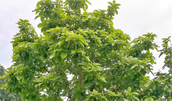 রাণীশংকৈলে বিদেশী ফল চাষে কৃষকরা এগিয়ে