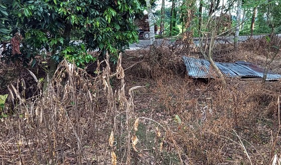 বিরলে বিষ প্রয়োগে সবজি ক্ষেত নষ্টের অভিযোগ