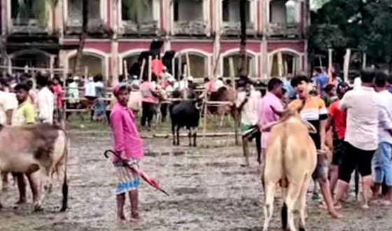 সরাইলে কলেজ মাঠে পশুর হাট