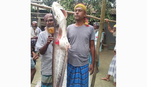 লৌহজং নদীতে ধরা পড়ল ২৭ কেজি ওজনের বোয়াল