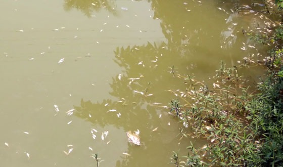 রাণীনগরে বিষ দিয়ে ১৫ লাখ টাকার মাছ নিধনের অভিযোগ