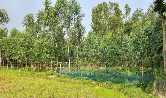 মান্দায় বাড়ছে ইউক্যালিপটাসের বাগান, পরিবেশ নিয়ে শঙ্কা