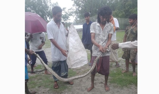 সুন্দরবনের অজগর সাপ লোকালয়ে, উদ্ধারের পর বনে অবমুক্ত