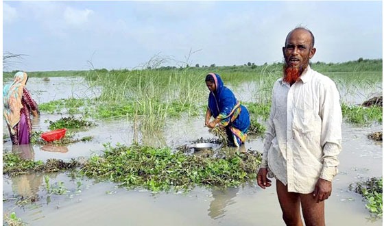 চরভদ্রাসনে বন্যায় ডুবে গেছে ৭শ’ একর বাদাম ফসল