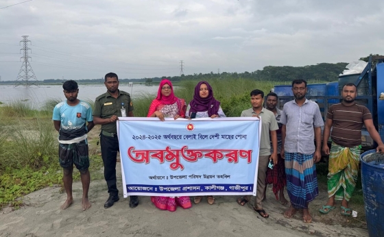 কালীগঞ্জে বেলাই বিলে দেশী মাছের পোনা অবমুক্তকরণ