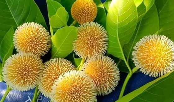 বৃষ্টির শহরে কদম ফুল