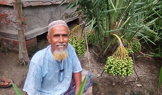 মরিয়ম জাতের খেজুরে দুলছে সাতক্ষীরার কৃষক শোকর আলীর স্বপ্ন
