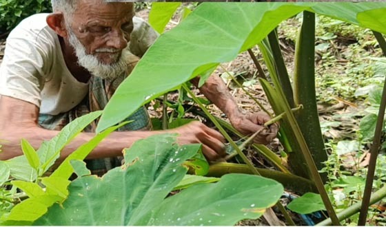 কচুর লতি বিক্রি করেই চলে বৃদ্ধ আমজাদের সংসার!