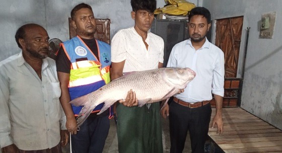 হালদা নদী থেকে জোড়া মৃত কাতলা  মাছ উদ্ধার