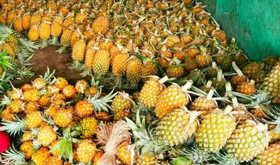 স্বাদের স্বর্ণখনি: শ্রীমঙ্গলের আনারস